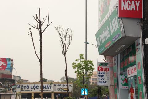 Hà[-]Nội:[-]Cây[-]mới[-]trồng[-]đang[-]chết[-]hàng[-]loạt
